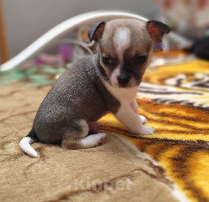 Собаки в Артеме: Продаётся щенок чихуахуа мальчик Мальчик, 30 000 руб. - фото 2