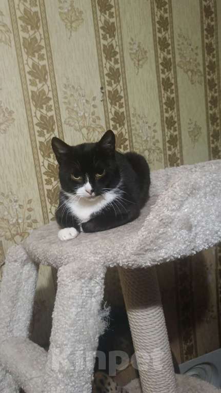 Кошки в Санкт-Петербурге: Рудольф Мальчик, Бесплатно - фото 1