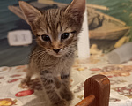 Кошки в Ульяновске: Котенок Мальчик, Бесплатно - фото 2