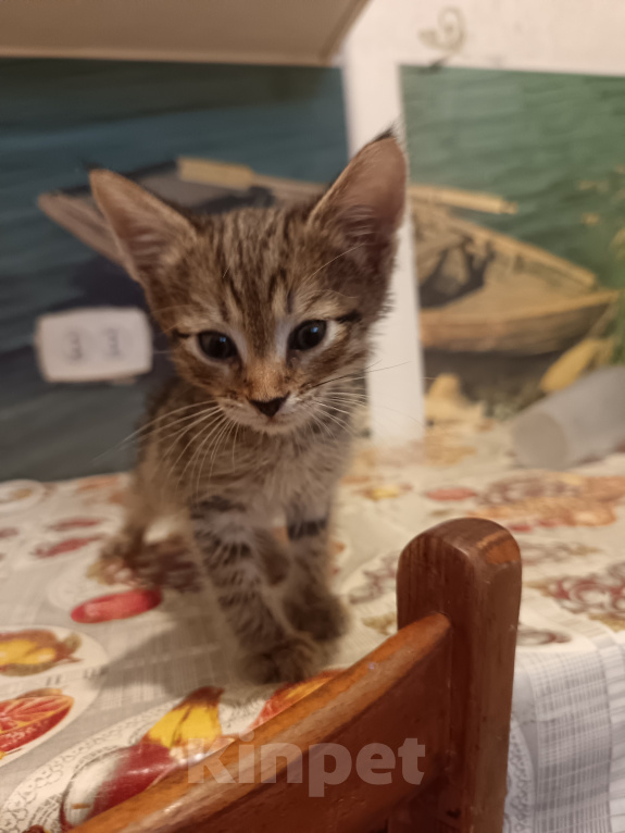 Кошки в Ульяновске: Котенок Мальчик, Бесплатно - фото 2
