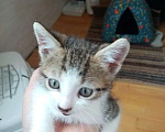 Кошки в Жуковском: Выкинули домашнего котенка Мальчик, Бесплатно - фото 1