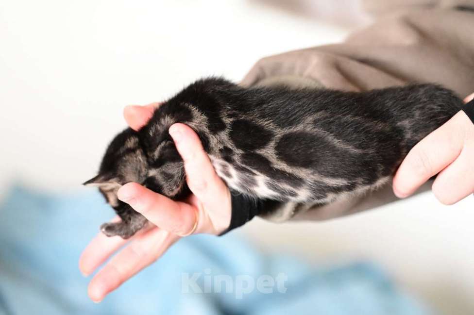 Кошки в Ивантеевке: D002 Девочка, 80 000 руб. - фото 1