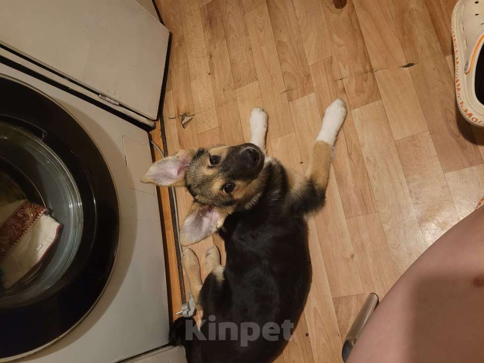 Собаки в Санкт-Петербурге: Щенок девочка в добрые руки! Девочка, Бесплатно - фото 8