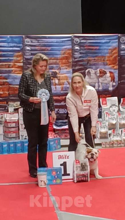 Собаки в Краснодаре: Английский бульдог, алиментная девочка Девочка, 100 000 руб. - фото 5