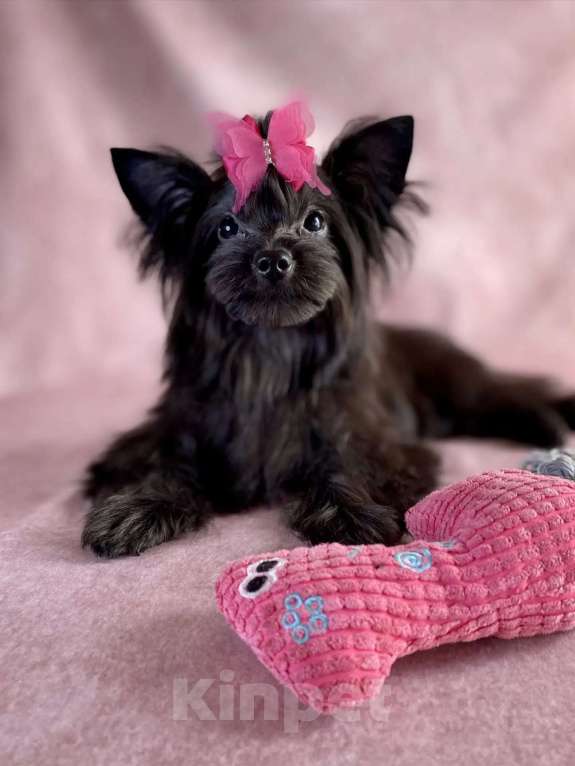 Собаки в Москве: Цветной йорк мини девочка Девочка, 45 000 руб. - фото 1