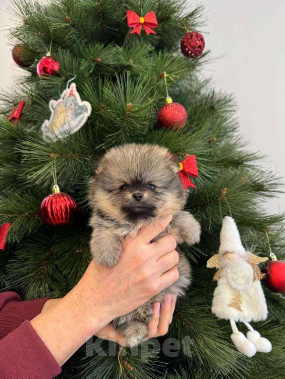 Собаки в Нижнем Новгороде: Малый шпиц Девочка, 30 088 руб. - фото 1
