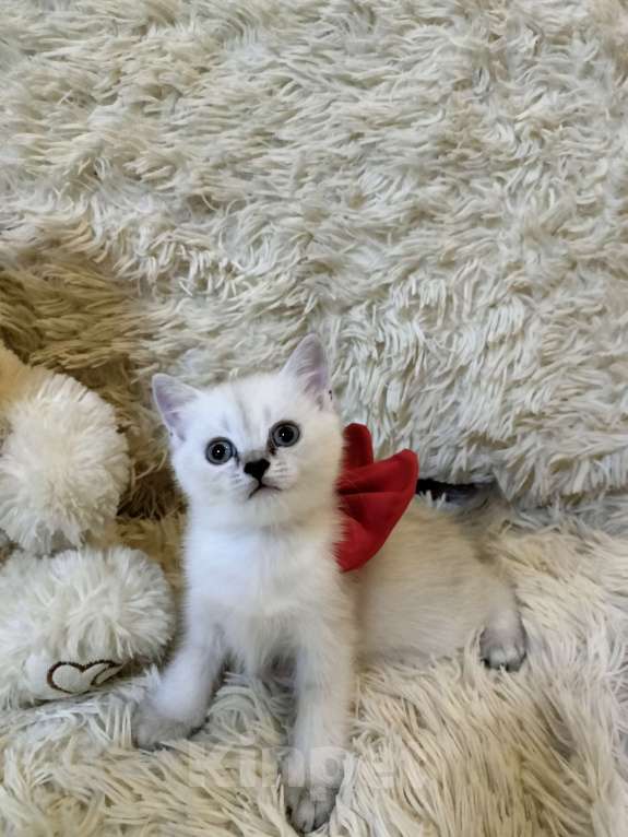 Кошки в Новороссийске: Девочка шотландская прямоухая Девочка, 10 000 руб. - фото 2