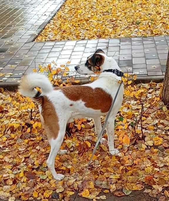 Собаки в Москве: Спокойный и ласковый белый пёс Арчи в дар Мальчик, 1 руб. - фото 2