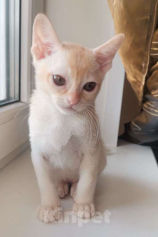 Кошки в Красноярске: Бурманский котик Мальчик, 35 000 руб. - фото 5