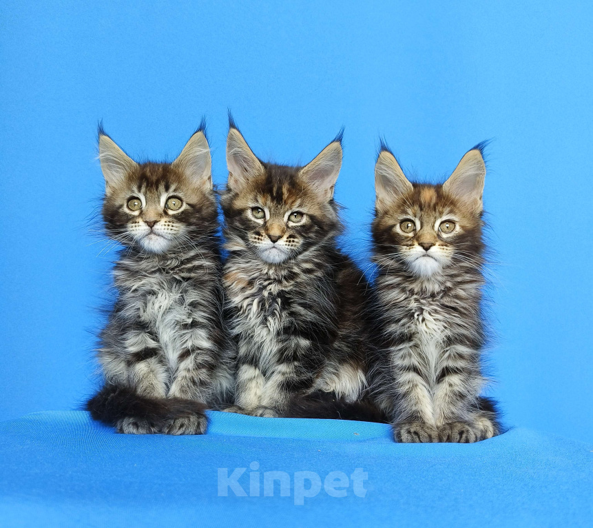 Кошки в Москве: Котята Мейн-Кун Девочки Девочка, 50 000 руб. - фото 1