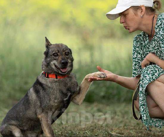 Собаки в Подольске: Забери меня из приюта домой Мальчик, Бесплатно - фото 4