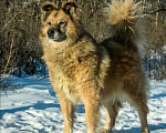 Собаки в Москве: В добрые руки  Мальчик, Бесплатно - фото 4