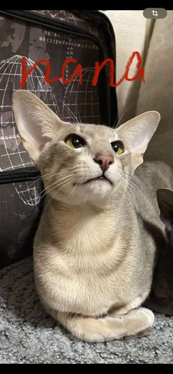 Кошки в Санкт-Петербурге: Ориентальные котята Мальчик, 49 000 руб. - фото 8