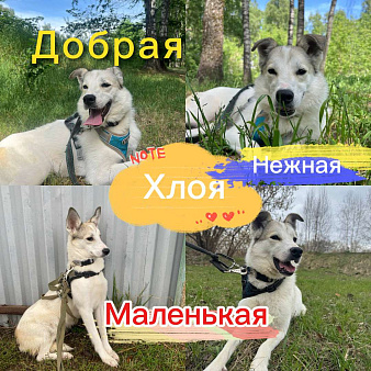 Малышка Хлоя из приюта