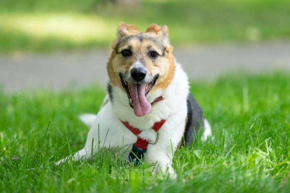 Собаки в Москве: Мальта Девочка, Бесплатно - фото 4