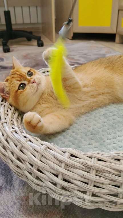 Кошки в Коломне: Британская девочка Девочка, 35 000 руб. - фото 4