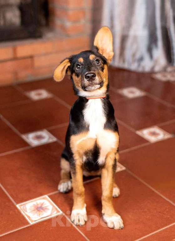 Собаки в Москве: Милейшая обаяшка девочка-щенок Люси ищет дом Девочка, Бесплатно - фото 1