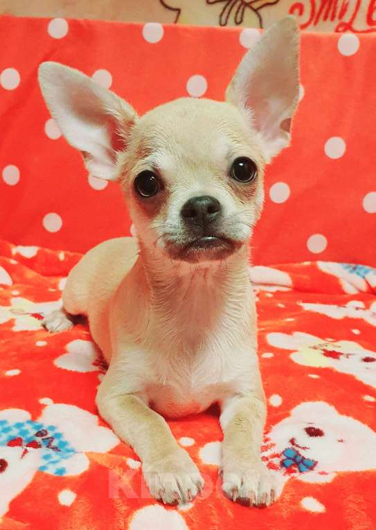 Собаки в Москве: Щенки чихуахуа Девочка, 35 000 руб. - фото 6