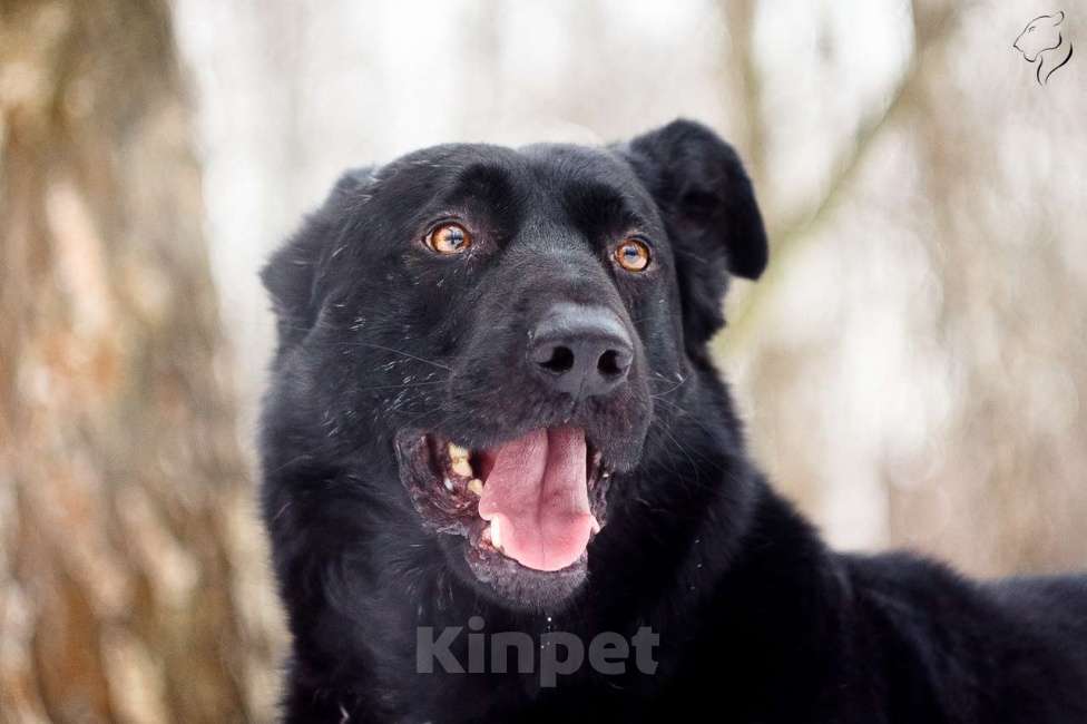 Собаки в Москве: Челленджер Мальчик, Бесплатно - фото 4