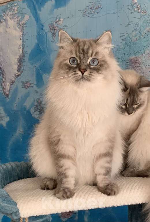 Кошки в других городах Краснодарского края: Невский маскарадный котёнок цуккини  Мальчик, 35 000 руб. - фото 7