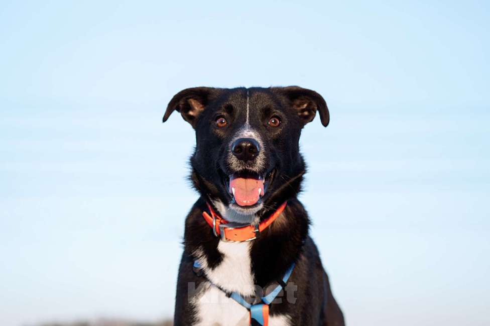 Собаки в Москве: Дизель Мальчик, Бесплатно - фото 1