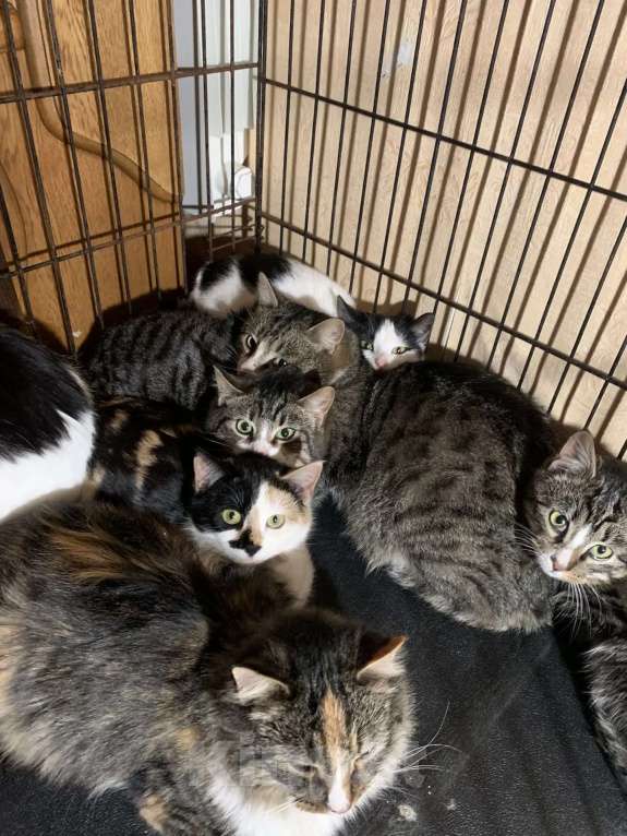 Кошки в Санкт-Петербурге: Опять улица Девочка, Бесплатно - фото 3