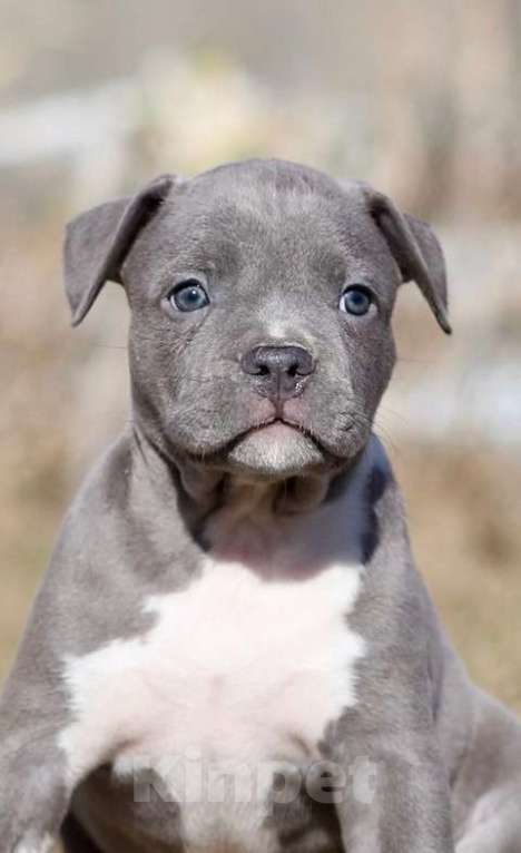 Собаки в Москве: Голубые щенки амстаффа из питомника Мальчик, 120 000 руб. - фото 3