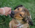 Собаки в Смоленске: Соня ищет дом. Девочка, Бесплатно - фото 1