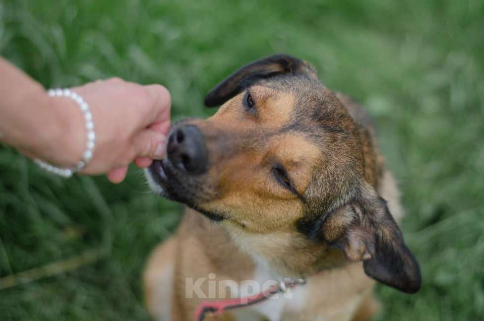 Собаки в Смоленске: Соня ищет дом. Девочка, Бесплатно - фото 1