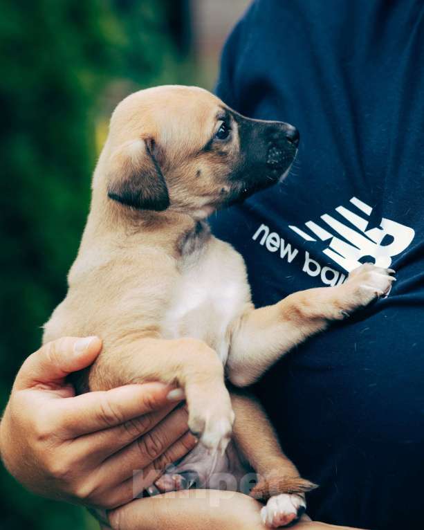 Собаки в Кубинке: Щенки уиппета Мальчик, Бесплатно - фото 2