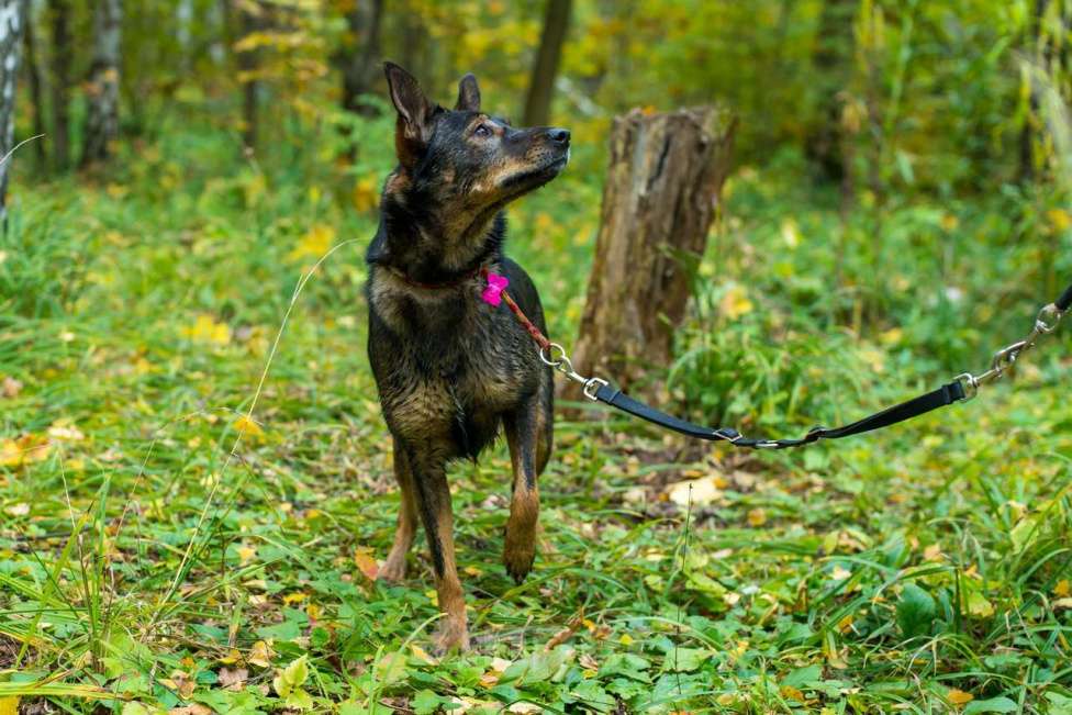Собаки в Москве: Гита Девочка, Бесплатно - фото 4