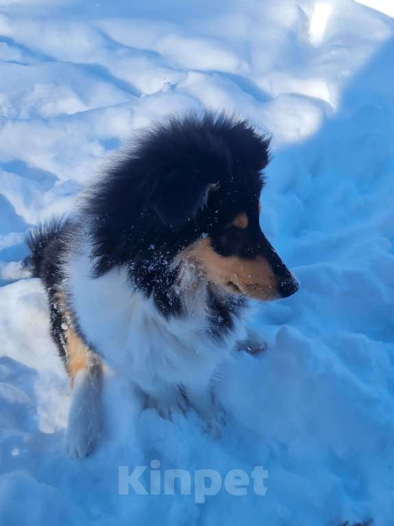 Собаки в Туле: Щенок Колли Длинношерстный Мальчик, 70 000 руб. - фото 3