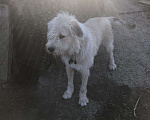 Собаки в Саратове: Отдам в добрые руки в частный дом собаку Мальчик, 1 руб. - фото 2