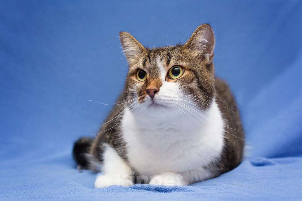 Кошки в Москве: Добрый, ласковый, домашний котик Семен Мальчик, Бесплатно - фото 3