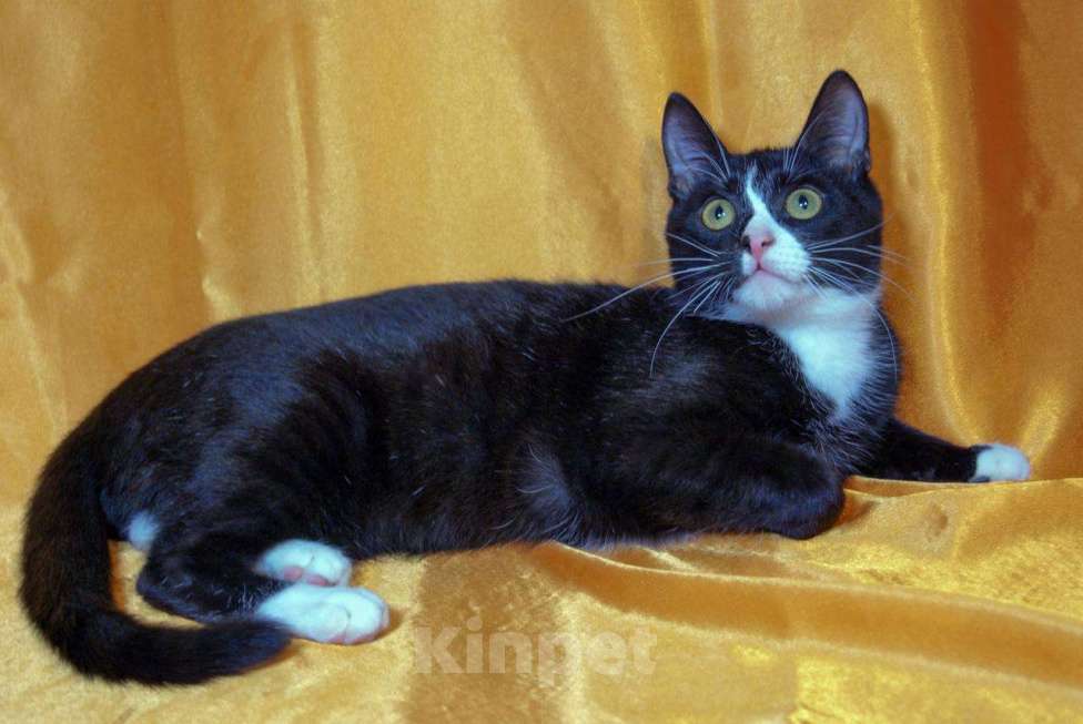 Кошки в Москве: Малыш Тоша мечтает о доме Мальчик, Бесплатно - фото 2