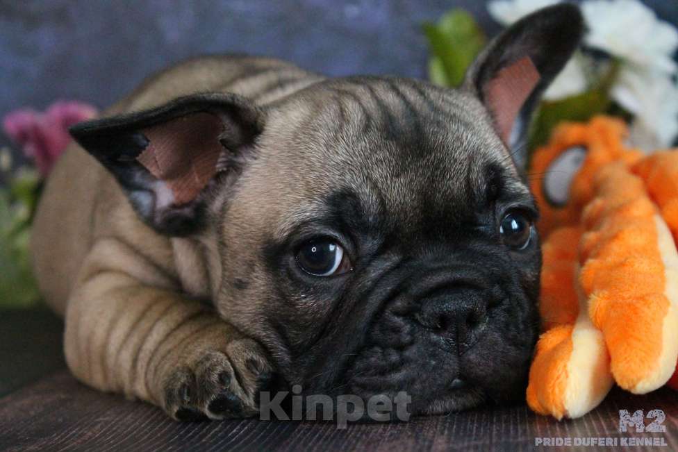 Собаки в других городах Воронежской области: Мальчик французик Мальчик, 60 000 руб. - фото 4