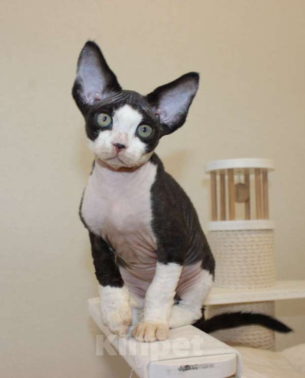 Кошки в Люберцах: Панда-малышь девон-рекс  Мальчик, 65 000 руб. - фото 8