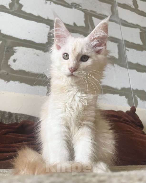 Кошки в Иркутске: Котята породы мейн-кун Мальчик, 30 000 руб. - фото 5