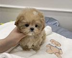 Собаки в Мытищах: Щенки мальтипу Девочка, 200 000 руб. - фото 2