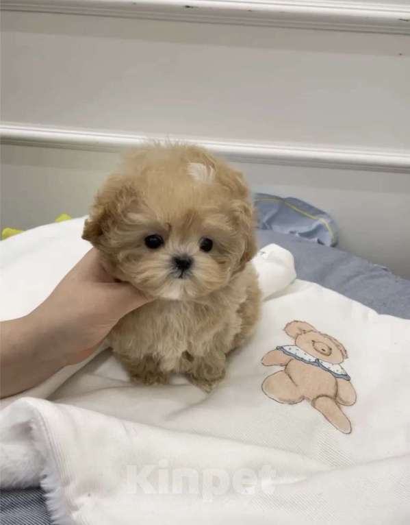 Собаки в Мытищах: Щенки мальтипу Девочка, 200 000 руб. - фото 2