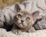 Кошки в Ростове-на-Дону: Европейская Бурма котята Девочка, Бесплатно - фото 4