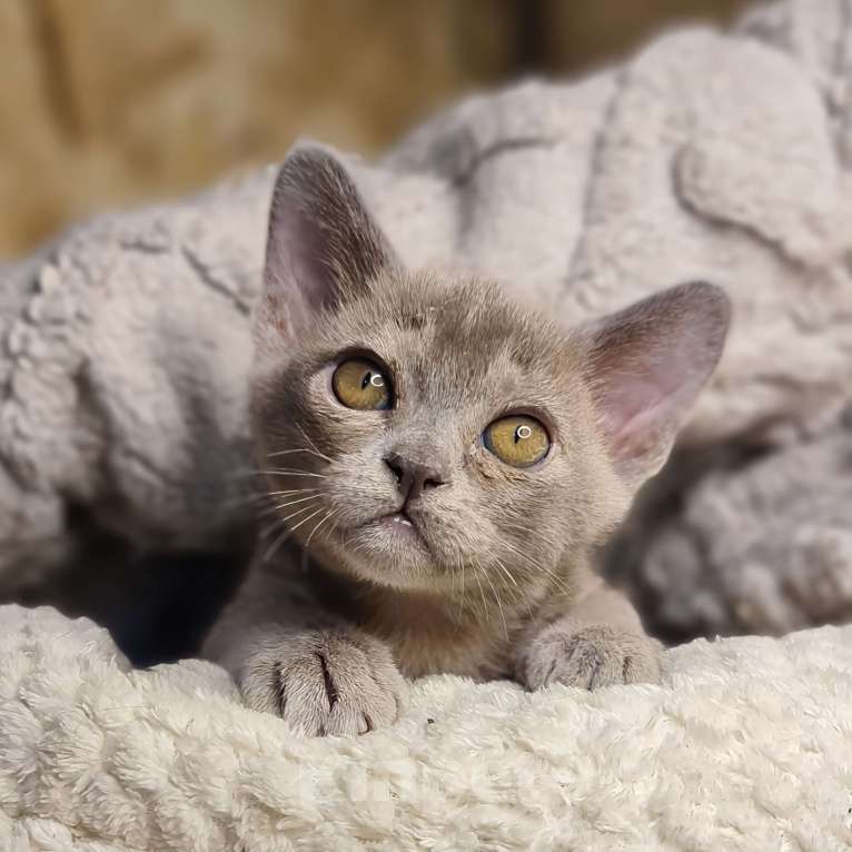 Кошки в Ростове-на-Дону: Европейская Бурма котята Девочка, Бесплатно - фото 4