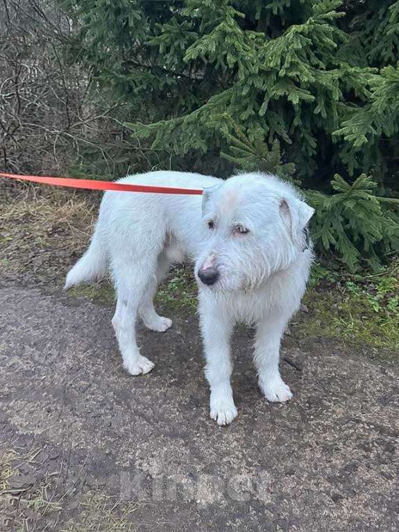 Собаки в Санкт-Петербурге: Беляш и Рыжуля, два невероятных пса, очень ждут свой дом и человека. Мальчик, Бесплатно - фото 7