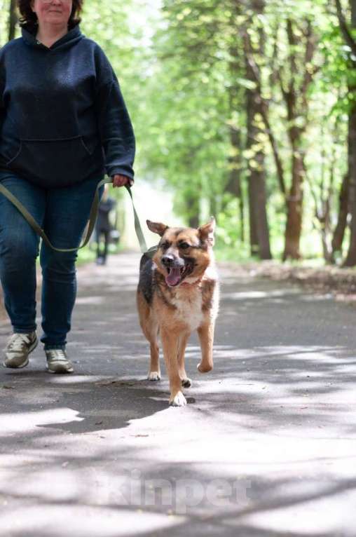 Собаки в Ногинске: Модерн - элегантен, галантен, учтив - в поиске дома Мальчик, Бесплатно - фото 8