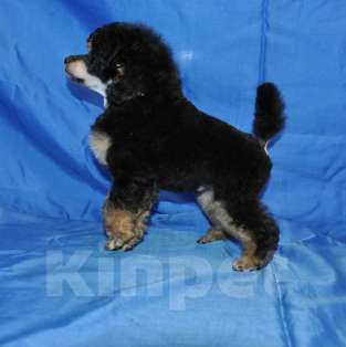 Собаки в Москве: той пудель фантом от Чемпионов Мальчик, 150 000 руб. - фото 4