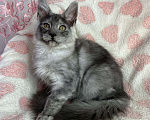 Кошки в Дмитрове: Черная дымчатая девочка мейн кун Adel Девочка, 20 000 руб. - фото 3
