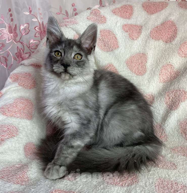 Кошки в Дмитрове: Черная дымчатая девочка мейн кун Adel Девочка, 20 000 руб. - фото 3