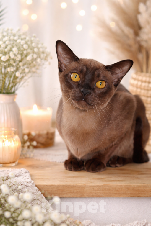 Кошки в Москве: Бурма - кошечка в разведение Девочка, 140 000 руб. - фото 7