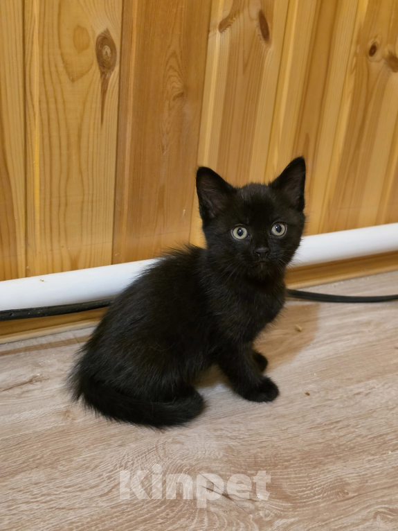 Кошки в Павловском Посаде: Котенок Мальчик, Бесплатно - фото 2