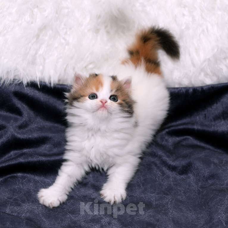 Кошки в Москве: Чудесная шотландская черепашка Девочка, 25 000 руб. - фото 8